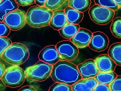 image processing biological cells